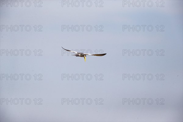 Large-billed Tern (Phaetusa simplex) Pantanal Brazil