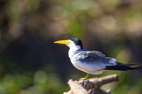 Large-billed Tern (Phaetusa simplex) Pantanal Brazil