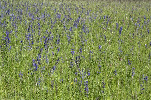 Meadow clary (Salvia pratensis) in a meadow, bee forage meadow, forage meadow, Baden-Wuerttemberg,