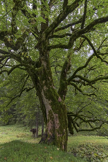 Maple (Acer) overgrown with moss, Bad Hindelang, Allgaeu, Bavaria, Germany, Europe