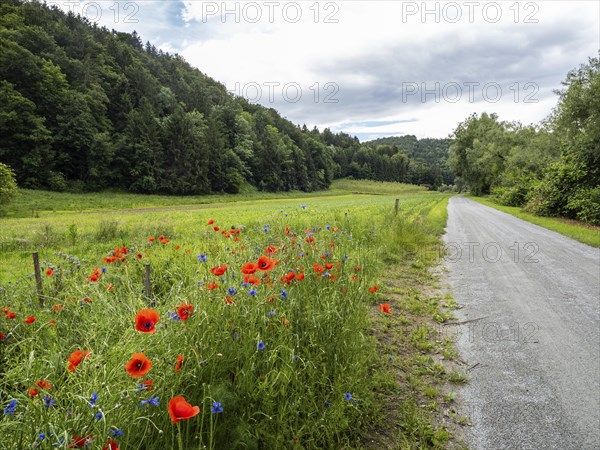 Poppy field in bloom, cornflowers in between, Sausal cycle path, near Heimschuh, Styria, Austria,