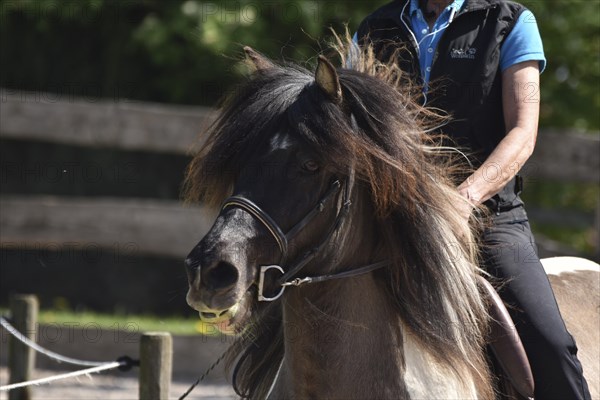 Close-up of a ridden Icelandic horse with equipment and typical long hair