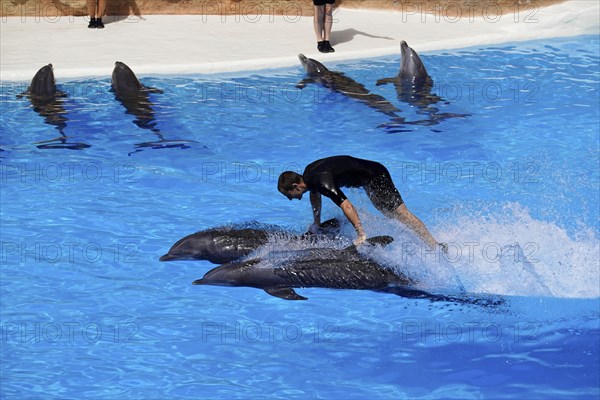 Loro Parque, Puerto de la Cruz, Santa Cruz de Tenerife, Tenerife, Canary Islands, Spain, Europe, A
