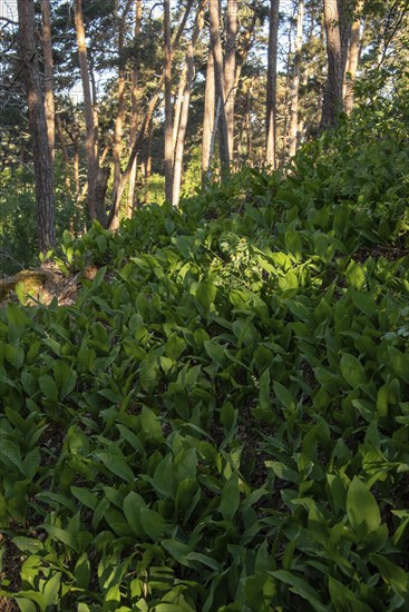 Lily of the valley in the forest, Harz Mountains, Blankenburg, Saxony-Anhalt, Germany, Europe