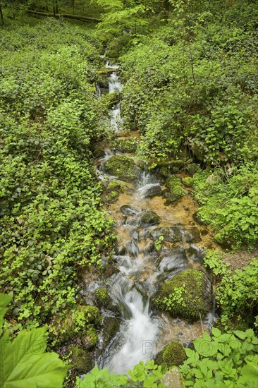 Mountain stream in the forest at Berg Blauen, Badenweiler, Black Forest, Baden-Wuerttemberg,