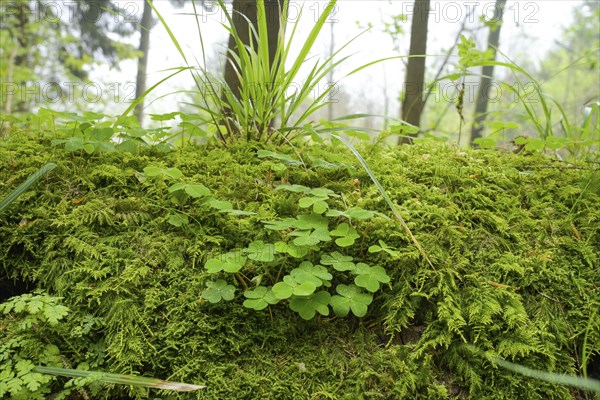 Clover, moss, ferns, humidity, forest on Blauen mountain, Badenweiler, Black Forest,