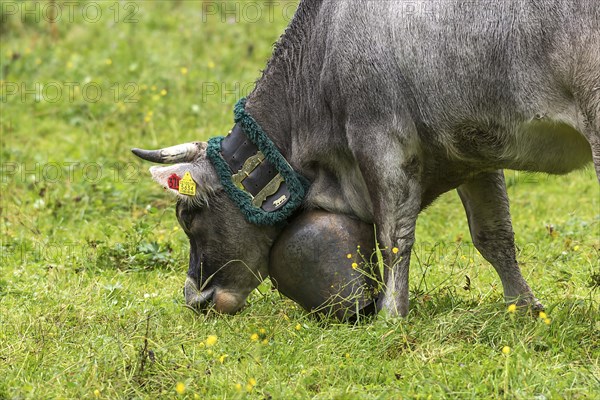 Cow wearing a decorative bell for the cattle drive, cattle seperation, gabled house, Bad Hindelang,