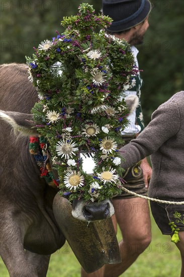 Decorated cow for the cattle seperation, cattle drive, Bad Hindelang, Allgaeu, Bavaria, Germany,