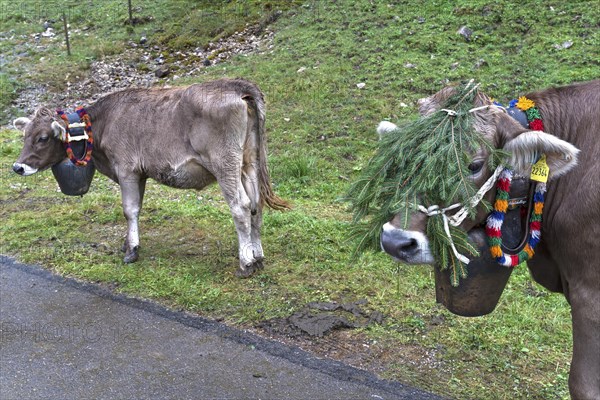 Cows with jewellery bells for the cattle drive, cattle seperation, gabled house, Bad Hindelang,