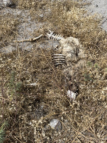 Carcass of wild goat eaten by birds of prey, partially skeletonised skeleton bones seen in the