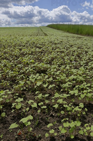 Field with buckwheat (Fagopyrum), agriculture, farming, field, Schwaebisch Hall,