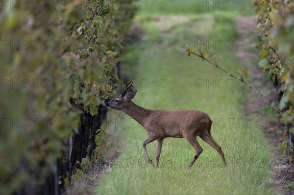 Strong abnormal roebuck in a vineyard, Wittlich, Rhineland-Palatinate, Germany, Europe