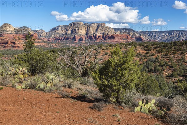 Prickly pear cactus growing along a hiking and off-road vehicle trail amoung the red rock sandstone