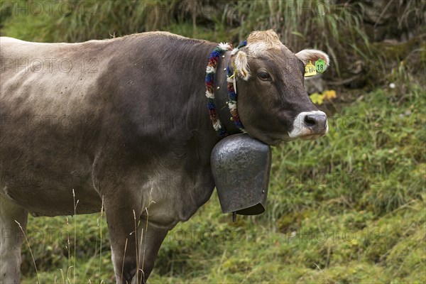 Cow wearing a decorative bell for the cattle drive, cattle seperation, gabled house, Bad Hindelang,