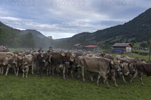 Allgaeu cows are collected in the valley for cattle seperation, Hinterstein, Bad Hindelang,