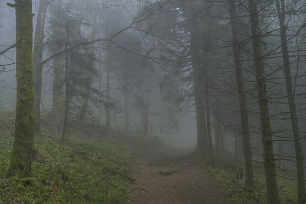 Forest path, dense fog, forest on Blauen mountain, Badenweiler, Black Forest, Baden-Wuerttemberg,