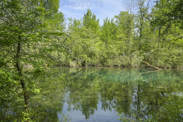 Rhine floodplain, oxbow lake, tributary of the Rhine in the Rappennestgiessen nature reserve,