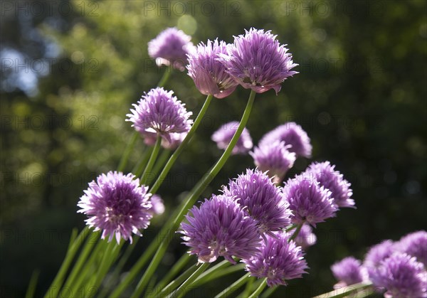 Chive blossoms (Allium schoenoprasum) Witten, Ruhr area, North Rhine-Westphalia, Germany, Europe