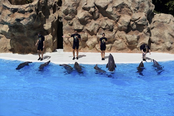 Loro Parque, Puerto de la Cruz, Santa Cruz de Tenerife, Tenerife, Canary Islands, Spain, Europe,