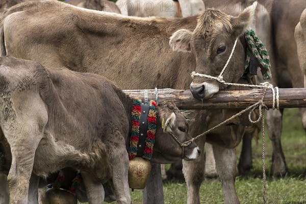 Tethered cows waiting for their owner after the cattle drive, Bad Hindelang, Allgaeu, Bavaria,
