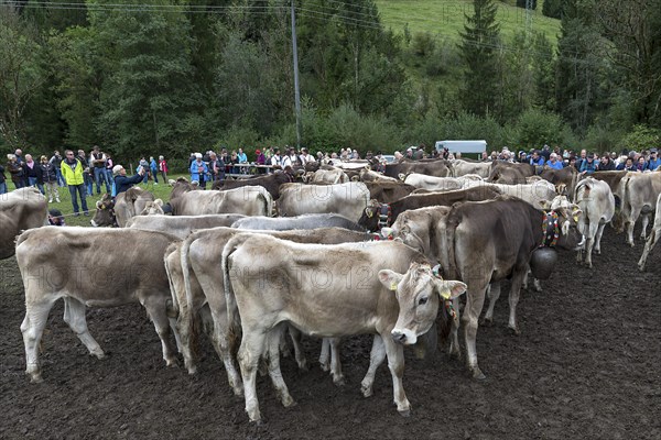 Cattle seperation, assembly point for the cattle to be returned to their owners, tourists in the