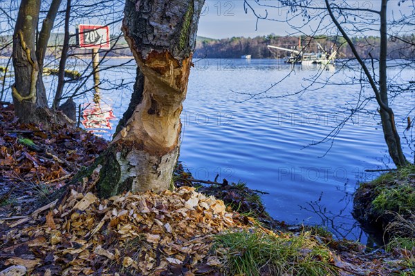 Beaver barrel on the Dahme, Gruenau, Berlin, Germany, Europe