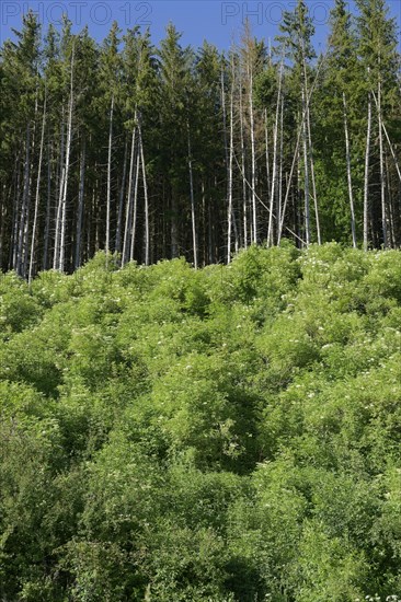 Flowering elderberry bushes at the edge of the forest, elderberry bush, elderberry, coniferous