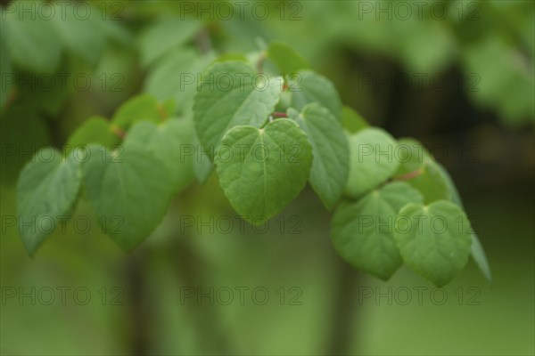 Leaves of the cake tree (Cercidiphyllum), leaf green, leaf, spring, May, municipal park, park,