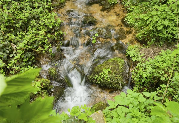 Mountain stream in the forest at Berg Blauen, Badenweiler, Black Forest, Baden-Wuerttemberg,