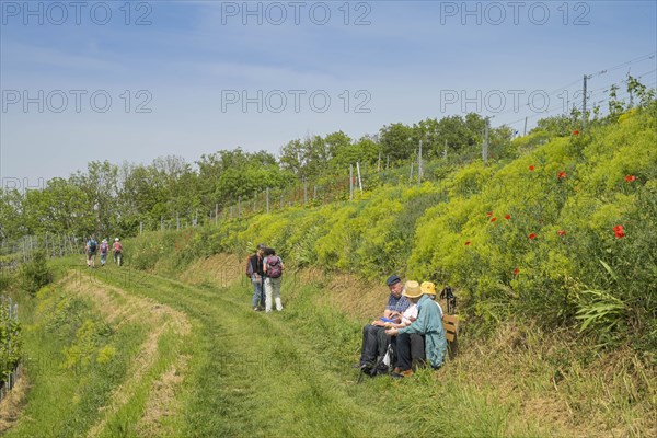 Hiking trail in the vineyards near Burkheim am Kaiserstuhl, Baden-Wuerttemberg, Germany, Europe