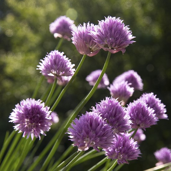 Chive blossoms (Allium schoenoprasum) Witten, Ruhr area, North Rhine-Westphalia, Germany, Europe