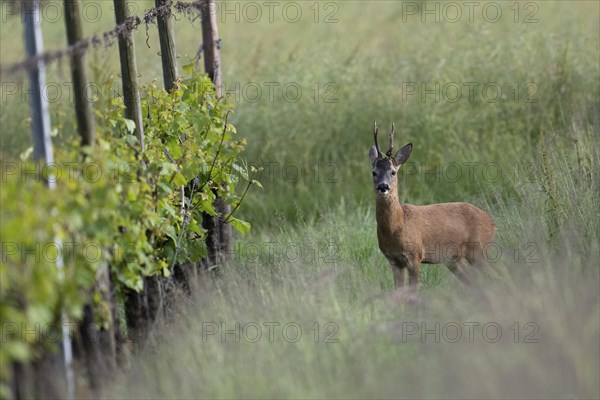 Strong abnormal roebuck in a vineyard, Wittlich, Rhineland-Palatinate, Germany, Europe