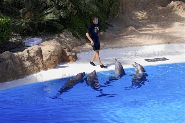 Loro Parque, Puerto de la Cruz, Santa Cruz de Tenerife, Tenerife, Canary Islands, Spain, Europe,