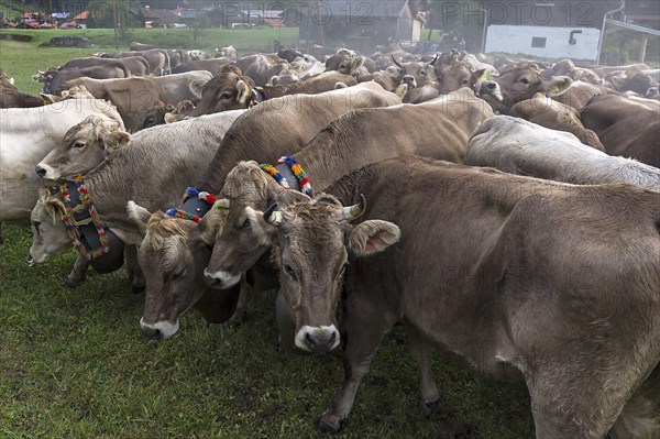 Allgaeu cows with jewellery bells gather for the cattle seperation, Hinterstein, Bad Hindelang,