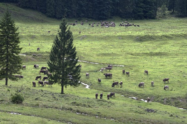 Cows on the pasture in front of the cattle drive, cattle seperation, gabled house, Bad Hindelang,