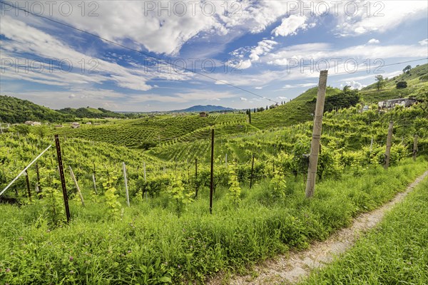 World Heritage Site, landscape, wine tour, wine press, wine-growing area, region, Prosecco, grape