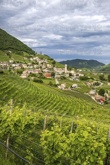 World Heritage Site, landscape, wine tour, wine presses, wine-growing area, region, Prosecco,