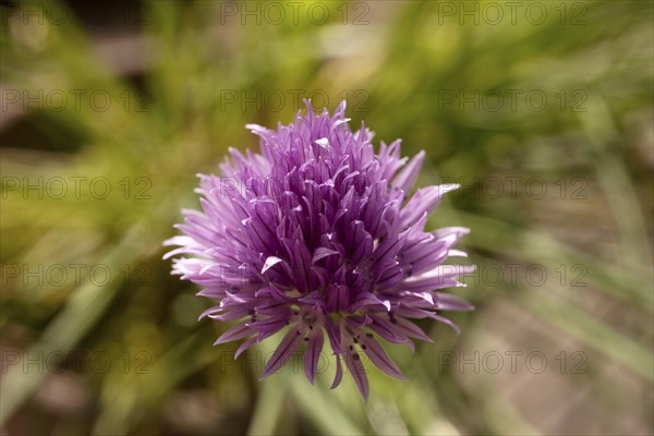 Chive blossom (Allium schoenoprasum) Witten, Ruhr area, North Rhine-Westphalia, Germany, Europe