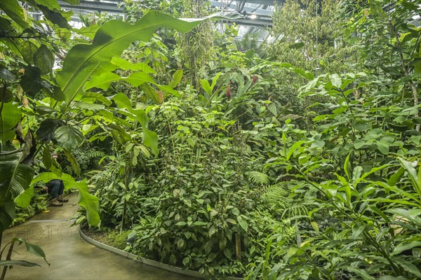 Tropical House, Rainforest, Botanical Garden of the University, Spalengraben, Basel, Switzerland,