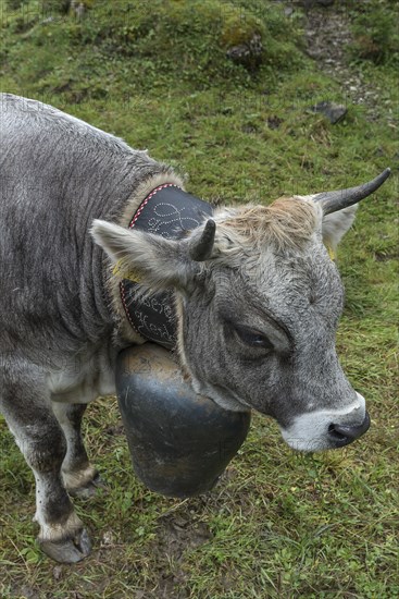 Cow wearing a decorative bell at the cattle drive, cattle seperation, gabled house, Bad Hindelang,