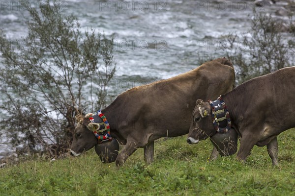 Cows wearing jewellery bells at the cattle drive, cattle seperation, behind the Ostrach, gabled