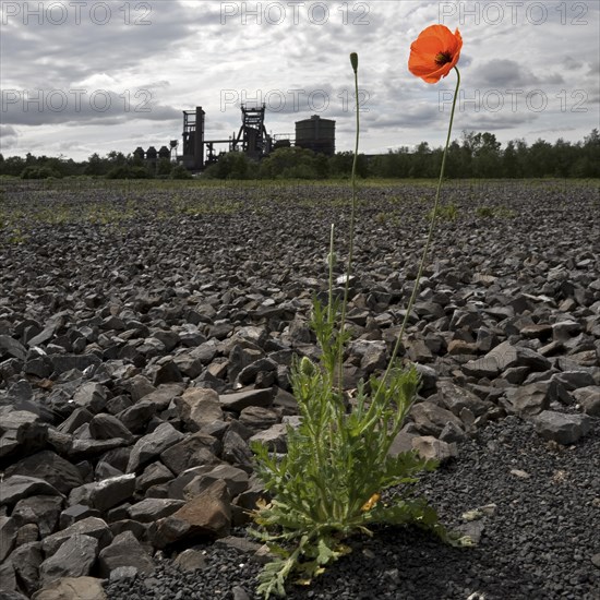 Poppy blossom on the bleak Hympendahl slag heap with the disused Phoenix-West blast furnace works,