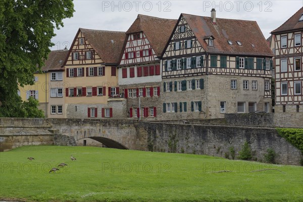 Nile geese on the Grasboedele, half-timbered house, old town, Kocher valley, Kocher, Schwaebisch