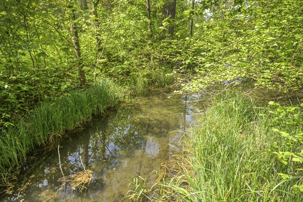 Rhine floodplain, oxbow lake, tributary of the Rhine in the Rappennestgiessen nature reserve,