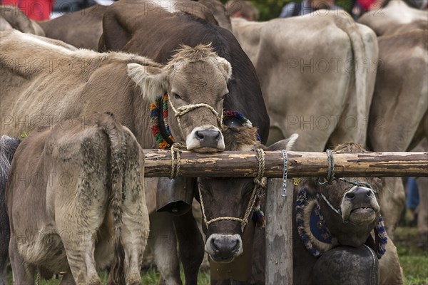 Tethered cows waiting for their owner after the cattle drive, Bad Hindelang, Allgaeu, Bavaria,