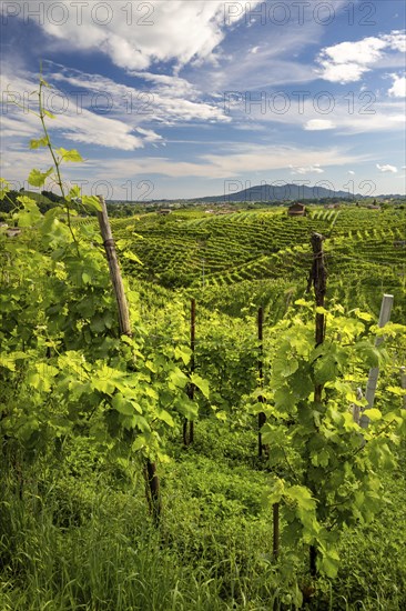 Landscape, World Heritage Site, wine tour, wine presses, wine-growing area, region, Prosecco,