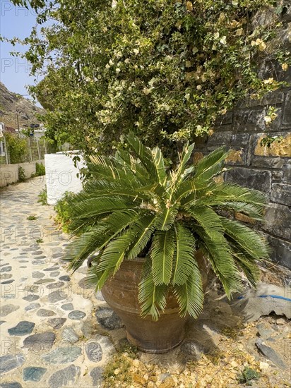 Small Phoenix theophrasti stands in a large clay pot in a narrow alley in the former fishing