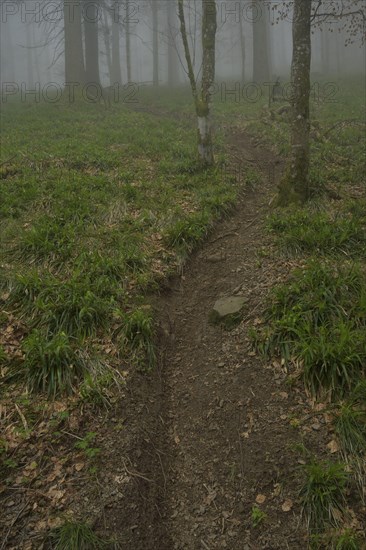 Tracks of mountain bikers, forest on Blauen mountain, Badenweiler, Black Forest,