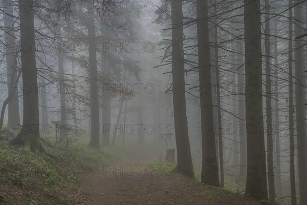 Forest path, dense fog, forest on Blauen mountain, Badenweiler, Black Forest, Baden-Wuerttemberg,
