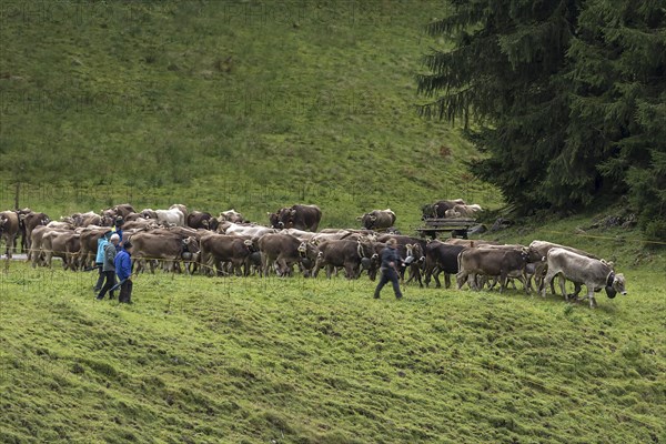 Herd of cows coming down from the mountain pasture to the cattle seperation, gabled house, Bad
